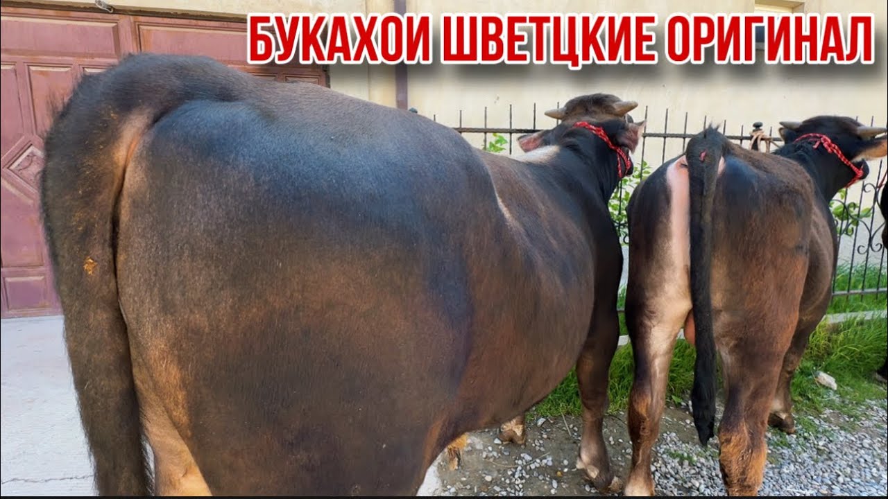 Букахои Шветцкие аригинал бромад барои насл ва бокидан 11 апреля 2025 г.