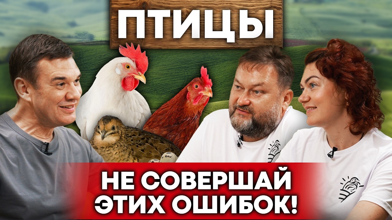 Птицы – самый простой бизнес в деревне! Советы новичкам | Куры, перепела, бройлеры