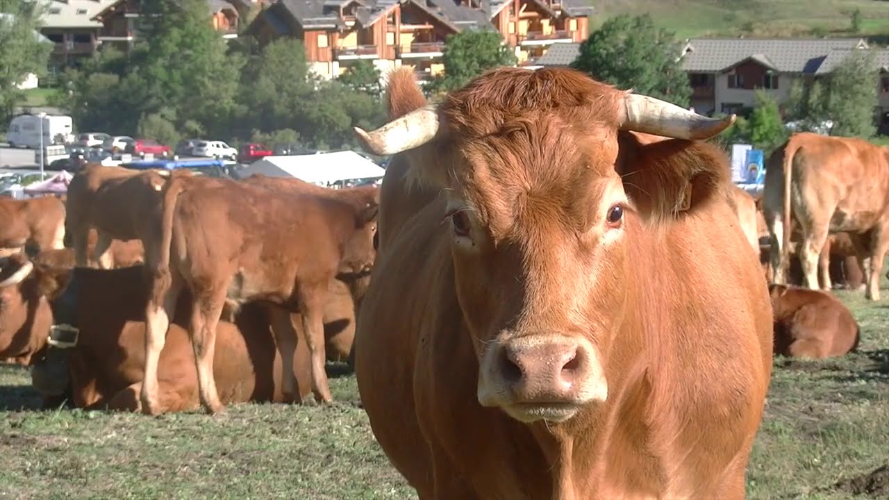 Foire aux Bestiaux (Monêtier - Hautes-Alpes)