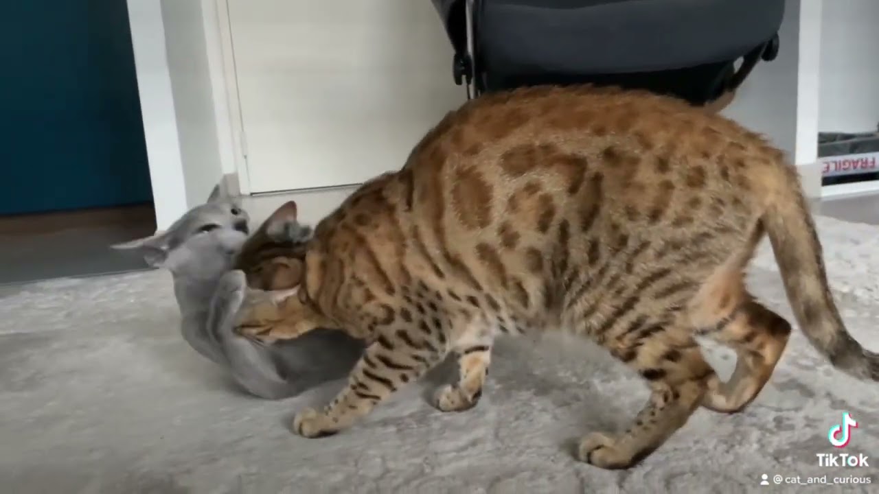 Y'a embrouille entre Zitouna la bleu russe et Patata la bengal #chatte #chat #embrouille