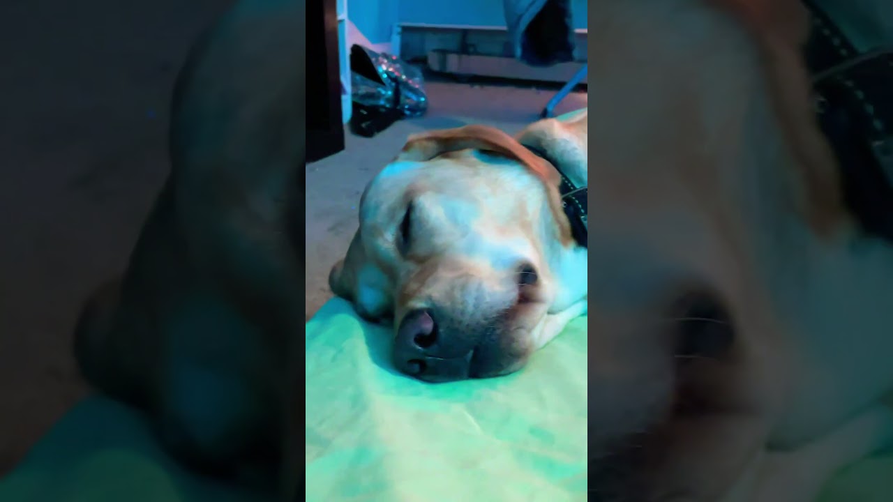 Ada twitching in her sleep 🥰