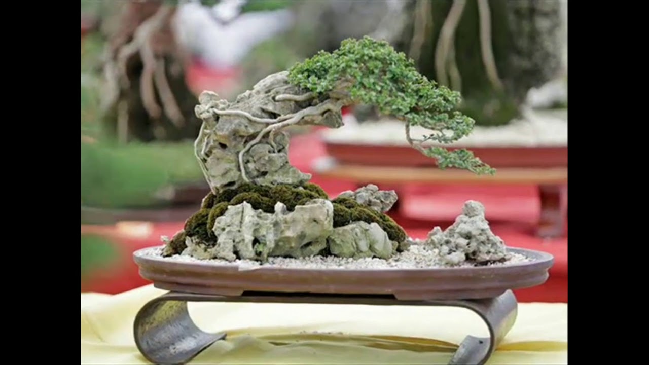 Bonsai & Penjing show 2019