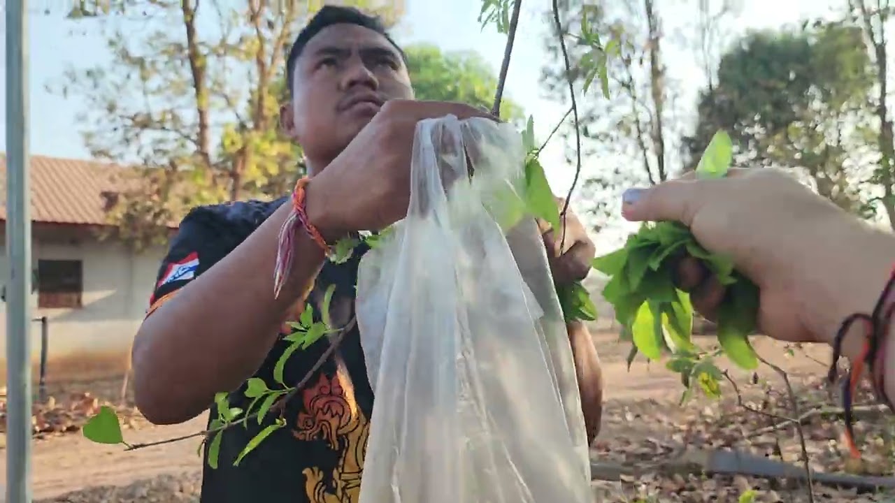 เช้านี้​พากันมาดูทางจะใสท่อเก็บผัก​ติ้ว​