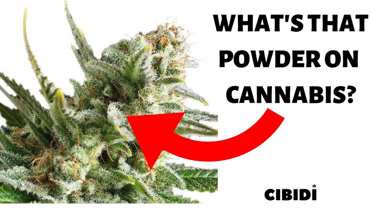 What do cannabis terpenes do
