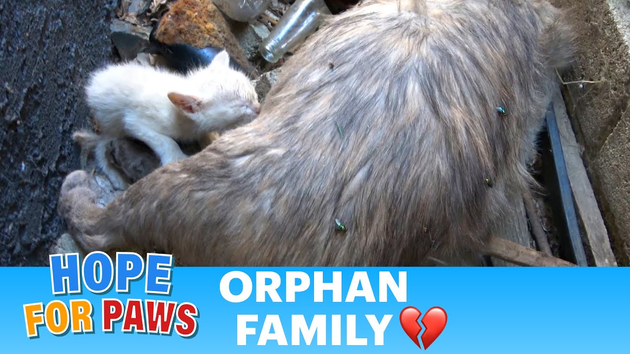 Kittens nursing on their dead mom for two days 😿😿😿😿😿 #kitten