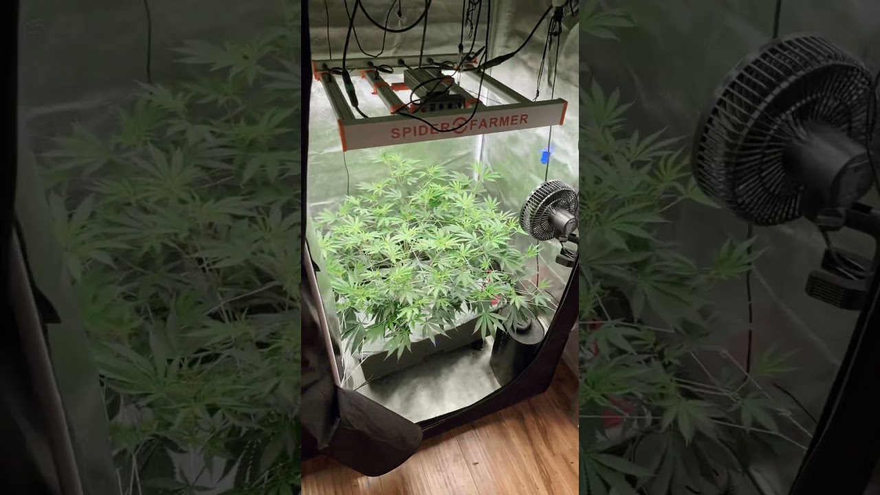 Why I like 3x3 vs 2x4 grow tents #spiderfarmersf2000 EVO 6&rdquo; clip fan