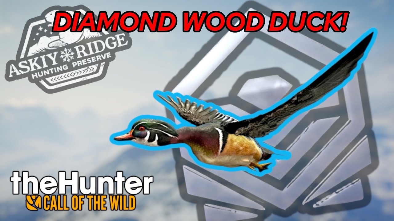 Going on a wood duck hunt leads to a diamond wood duck! Call Of The Wild