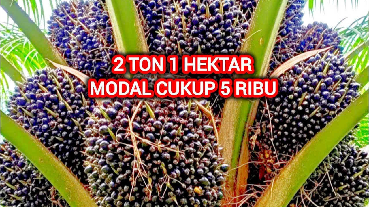 Tips Hemat Melebatkan Buah Sawit bagus buat petani sawit minim dana pupuk 