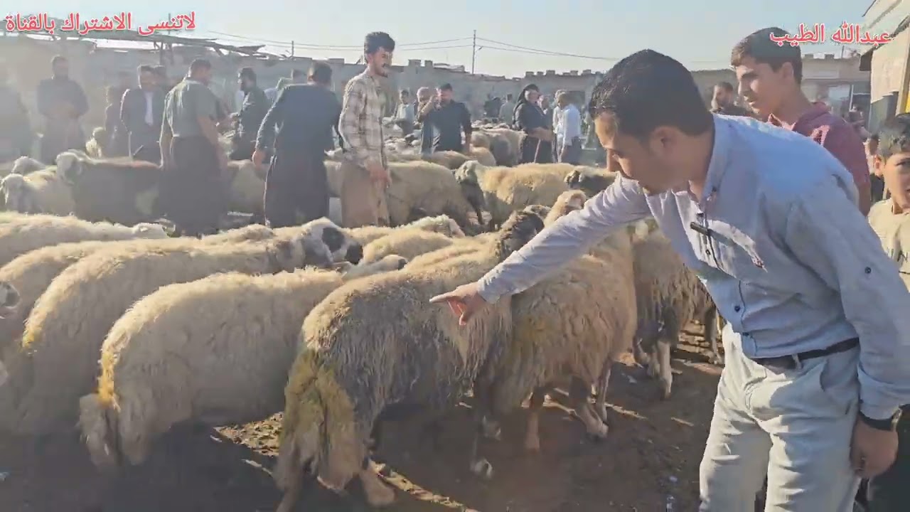 سوق مواشي اربيل علوة الاغنام والطليان والماعز 2024/9/25