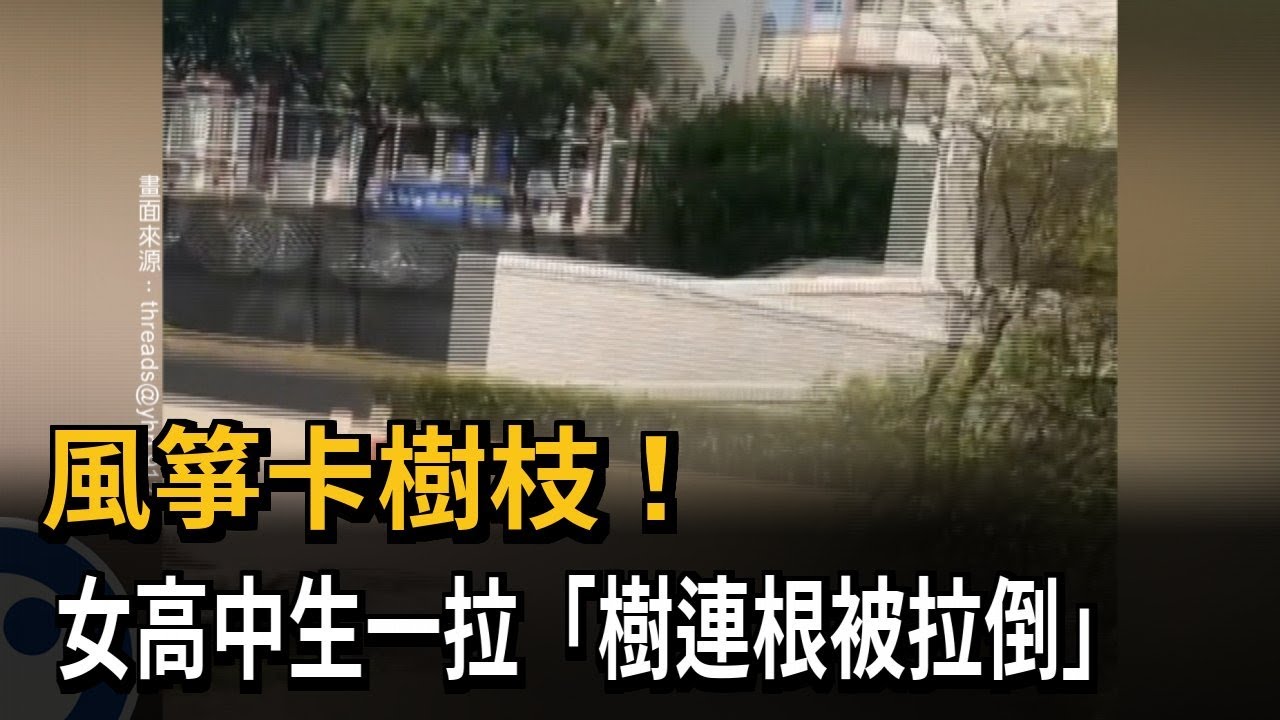 風箏卡樹枝！ 女高中生一拉「樹連根被拉倒」－民視新聞
