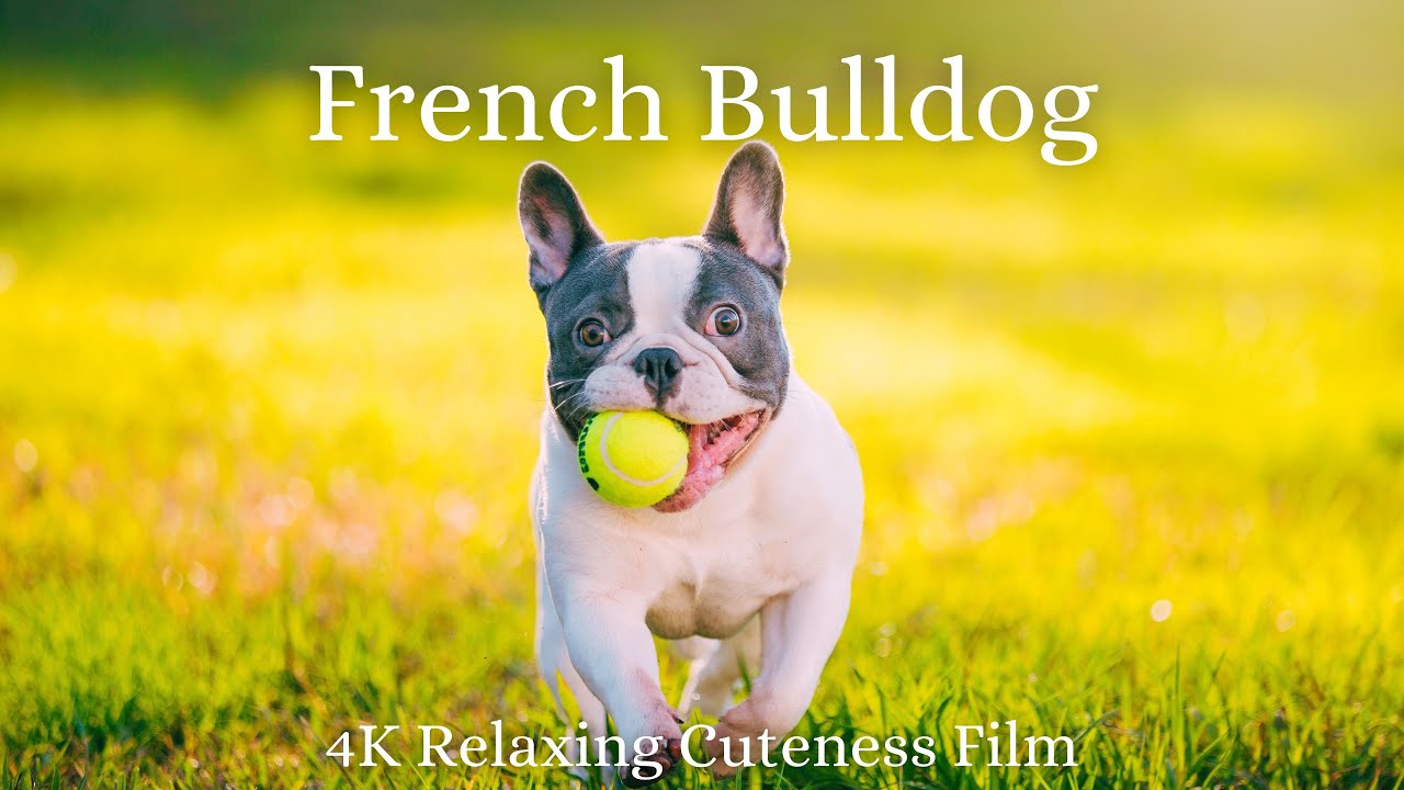 French Bulldog 4K - Relaxation Film With Calming and Relaxing Music - Relaxing Cuteness