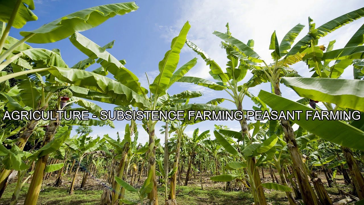 AGRICULTURE - SUBSISTENCE FARMING PEASANT FARMING