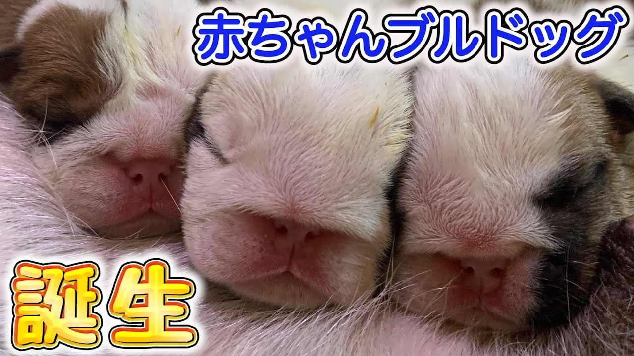 【犬の赤ちゃん】ブルドッグの可愛い五つ子の赤ちゃんが誕生しました。梅ちゃん出産記録