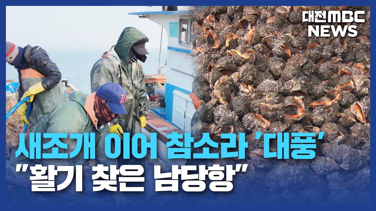 [데스크]새조개 이어 참소라 '대풍'...