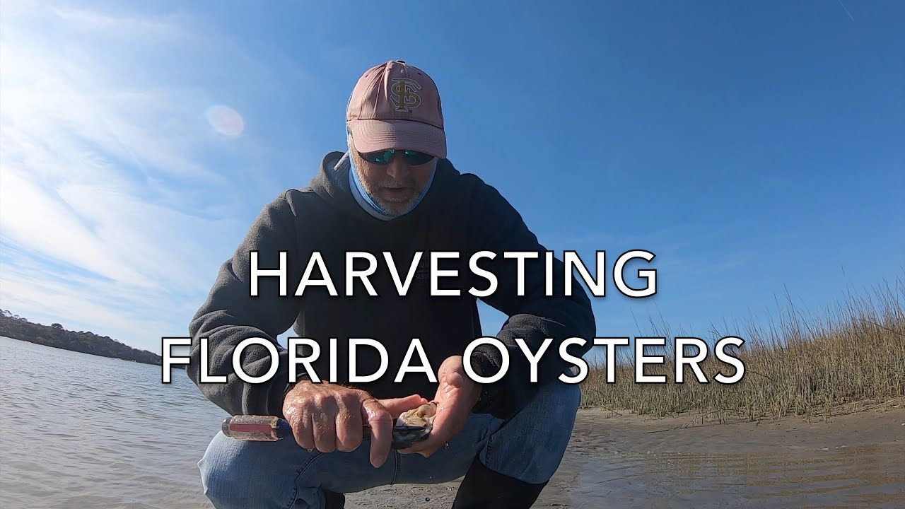 Harvesting Florida Oysters
