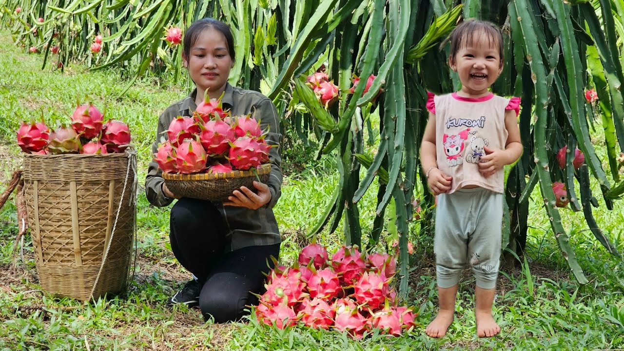 Harvest Dragon Fruit Go To Market Sell - Cooking | Lý Phúc An