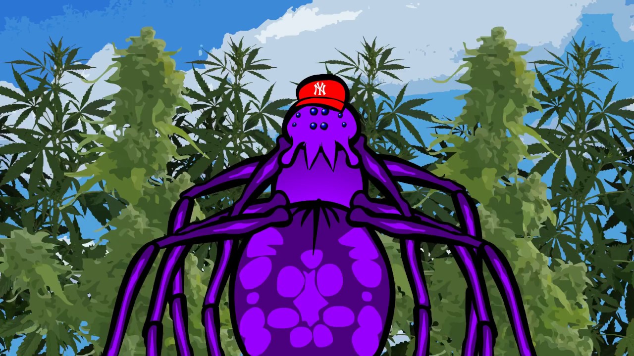 That's Juvey? - OG Gangster Spider - (Music Video)