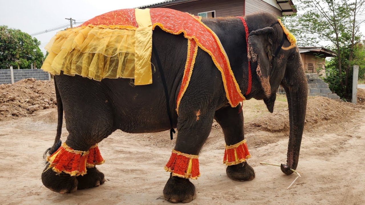❗คุณยายบัวลอยรับคณะสายบุญ  วัดป่าอาเจียง🙏🐘