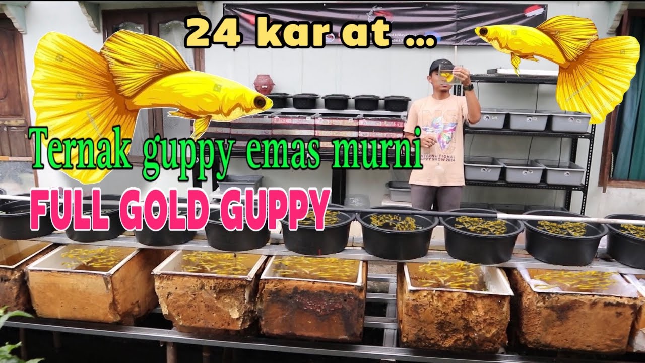 KEREN !! TERNAK EMAS DI KOLAM OUTDOR ( full gold guppy )