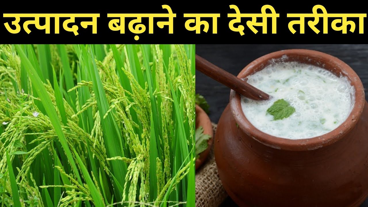 धान की खेती में उत्पादन बढ़ाने के लिए खट्टी लस्सी कामयाब|organic fungicide for paddy farming