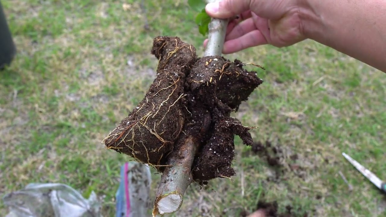 Fruit Tree Suckers Are Not Always Bad - Air Layer Them To Get New Trees