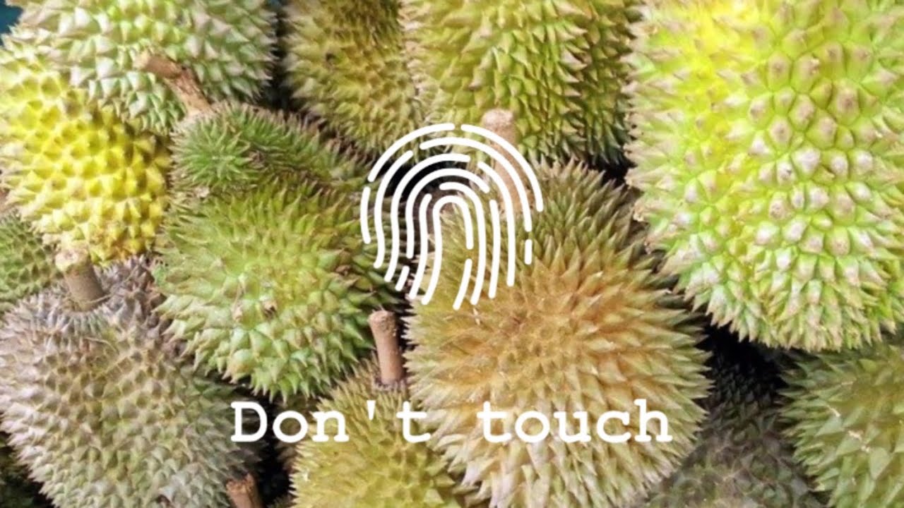 Durian VS Durian , Who is the winner | Introducing Durian Sweet in Singapore