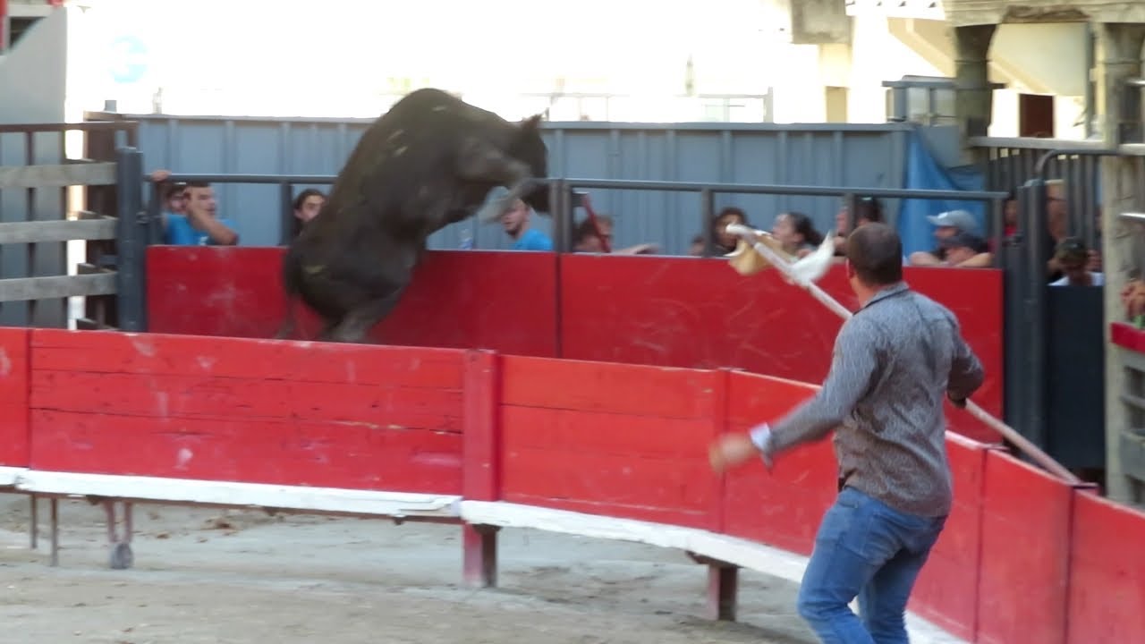 Fête de Marsillargues 2023 - Le taureau no. 885 de la manade de Méjanes