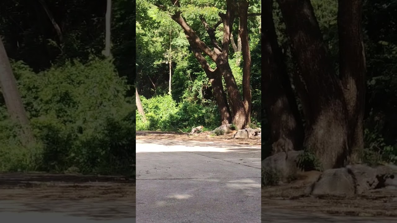 Confrontation between dog and monkey. #moments #nature #dog #monkey