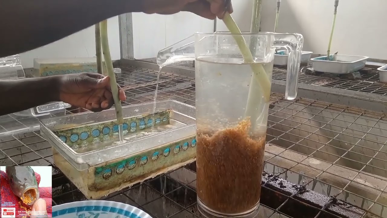 Tilapia Broodstocks Management (Episode 7) Taking out dead eggs from the incubator