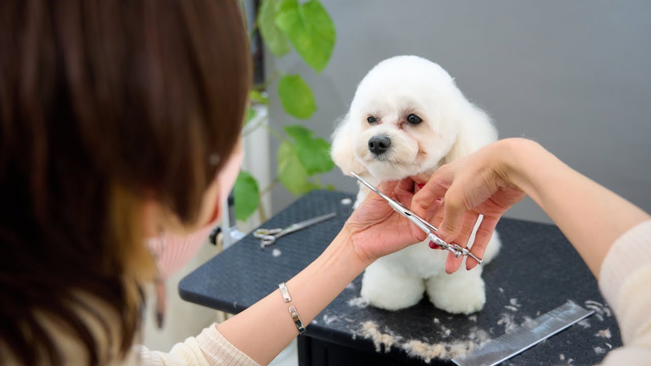 綿あめみたいになりたいな。