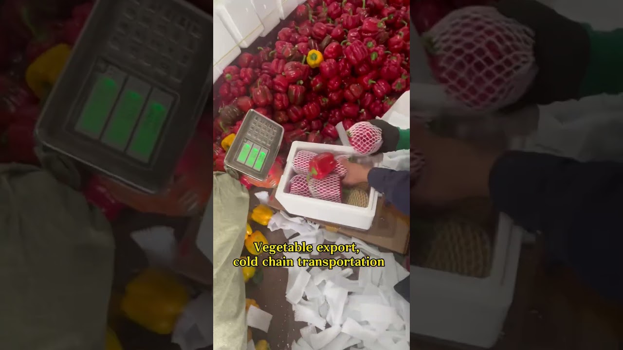 Vegetable export, cold chain transportation #vegetables