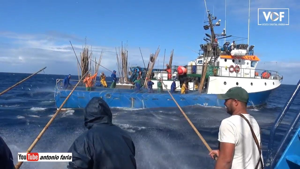 Mestre Afonso na pesca do bonito Ilha Pico