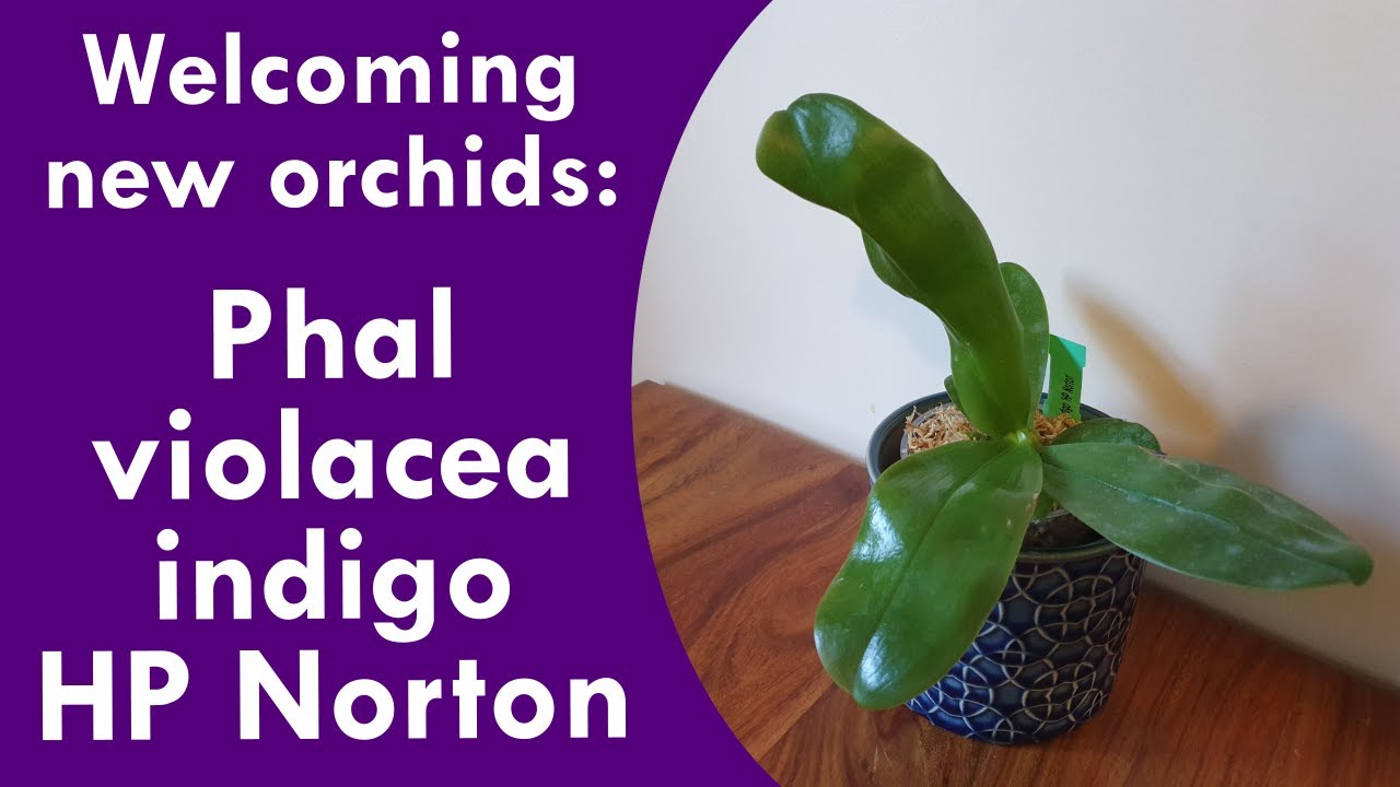Welcoming my new Phalaenopsis violacea