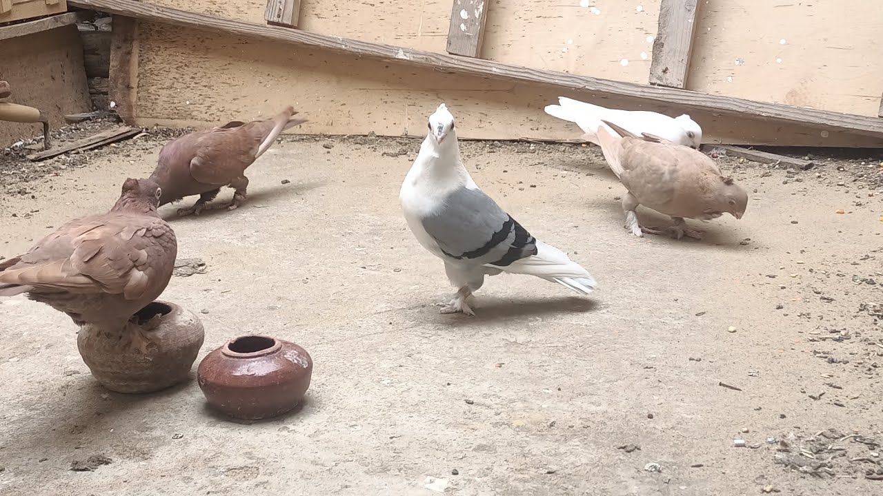اتفرج على الزغليل فى الغيه وازي اعمل زغليل جامده