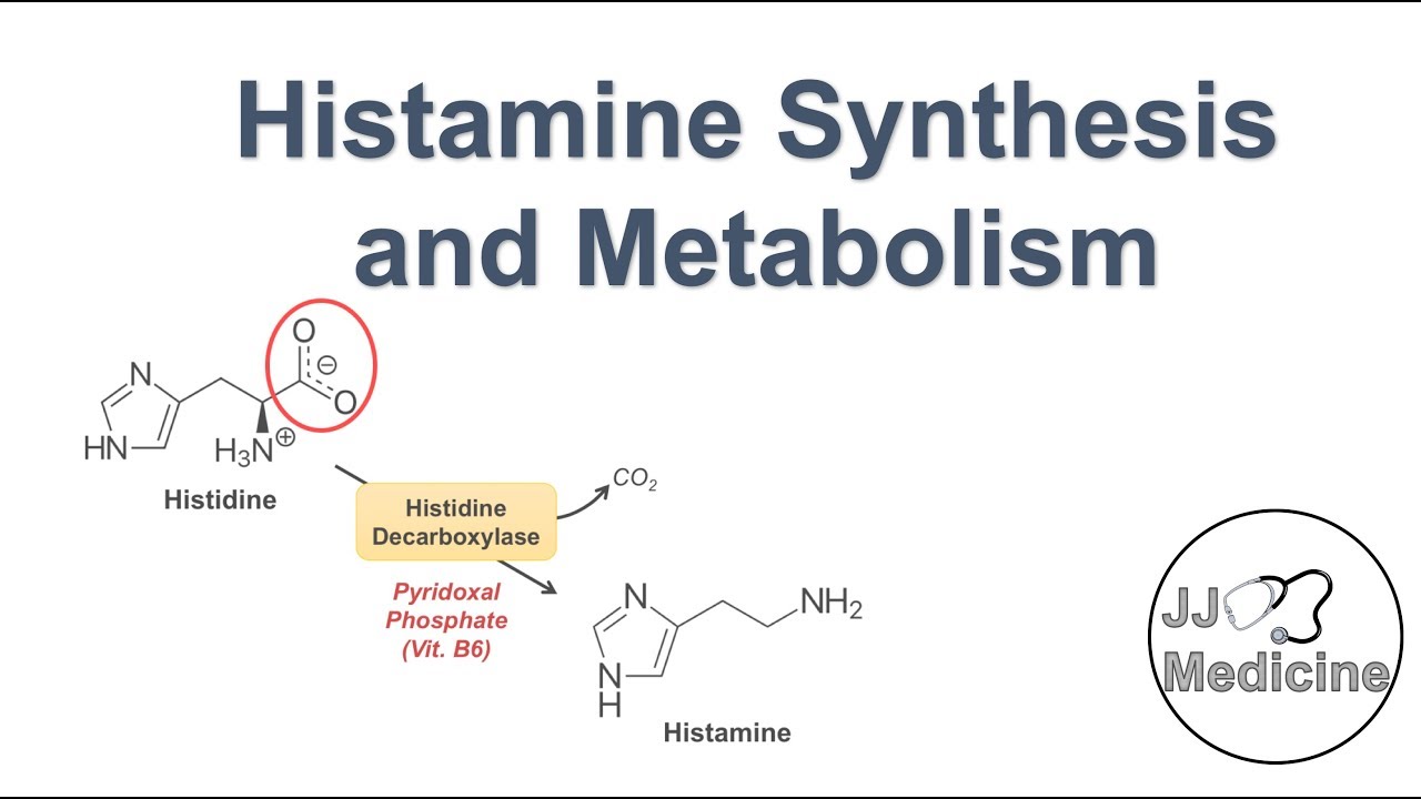 Histamine Synthesis and Metabolism Pathway