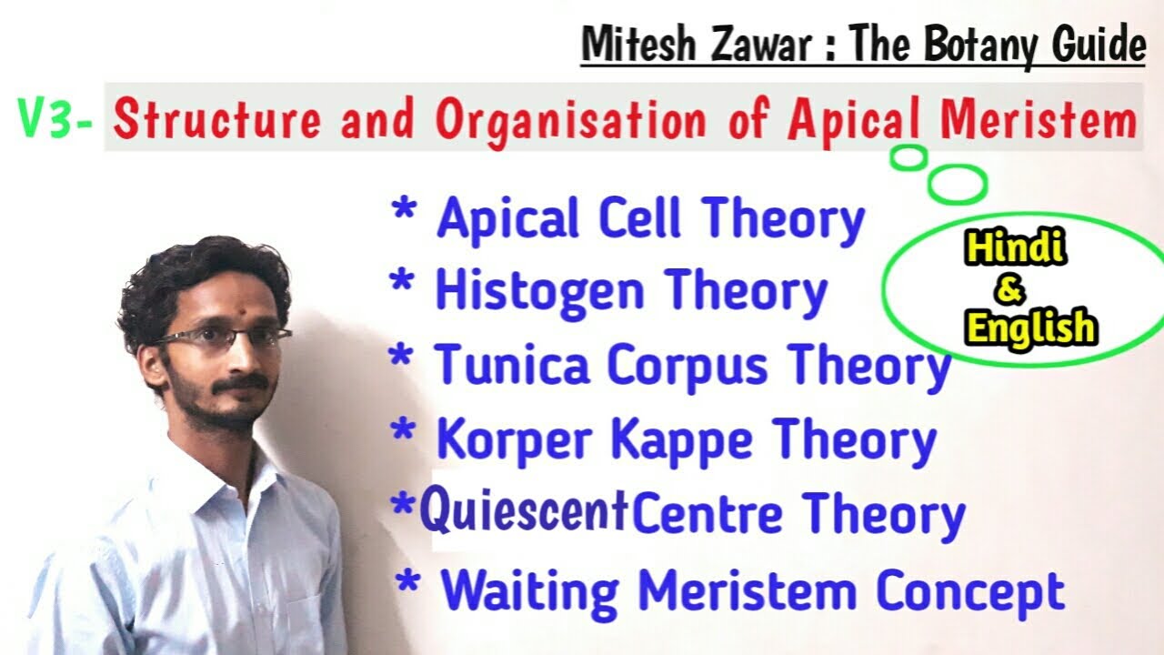 Structure and Organisation of Apical Meristem || Theories to explain Organisation of SAM & RAM