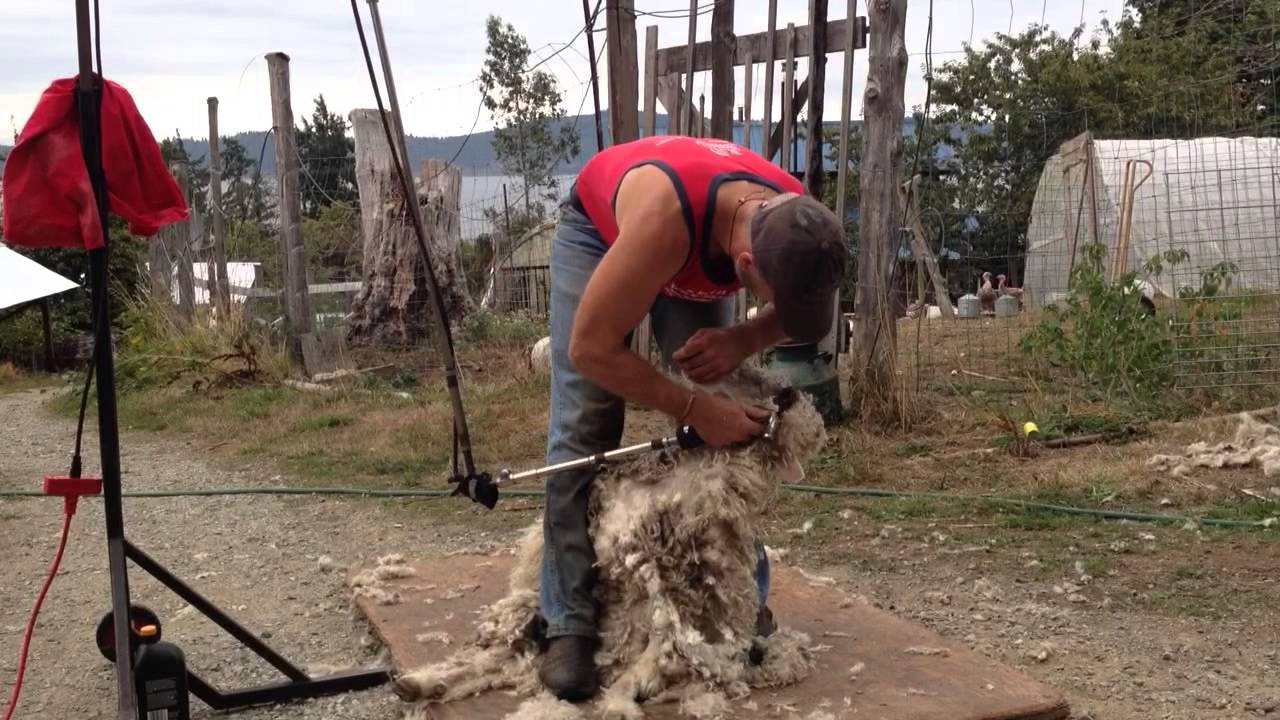 Shearing an Angora Goat