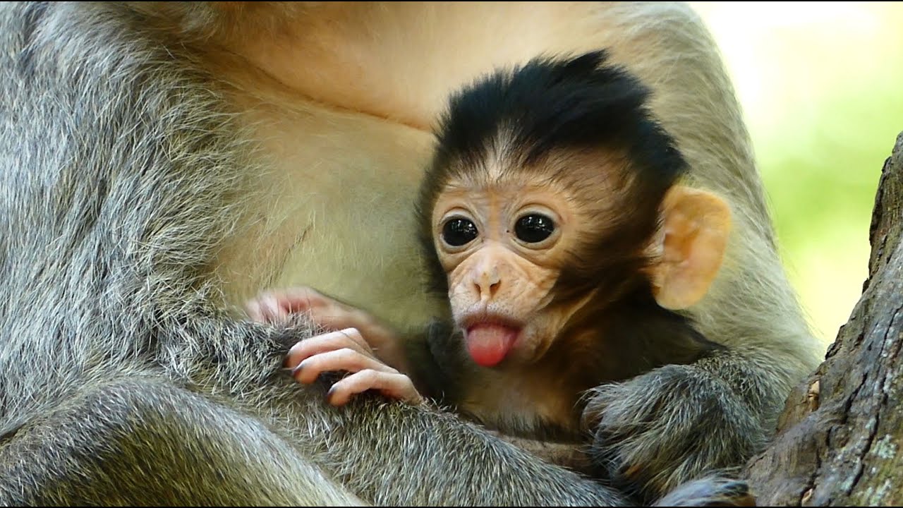We Interesting With Monkey Behavior With Drama Lip Smacking, Baby Monkey Aria Has Special Show Up.