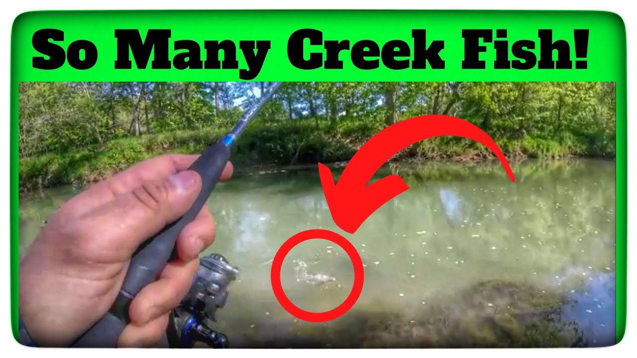 CATCHING SO MANY CREEK FISH! - (Indiana Creek Fishing)