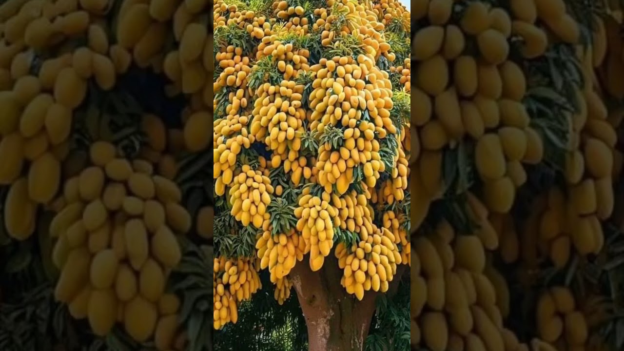 Beautiful mango tree with delicious mangoes 🥭🥭
