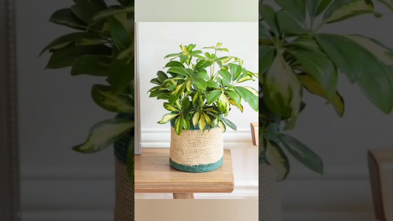 ☂️ Schefflera Arboricola | Dwarf Umbrella Tree Plant Styling 🏡#shorts#indoorplants#plants#viral
