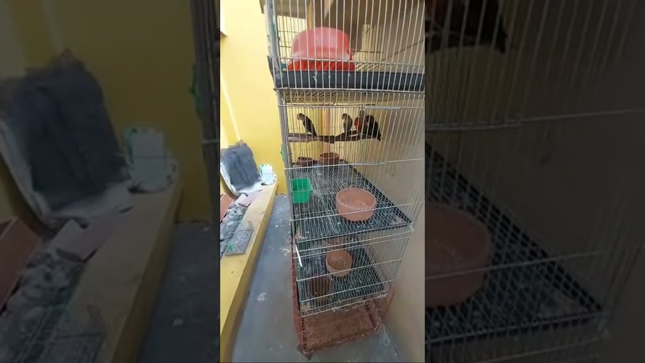 Live Testing: To My Mini Avairy