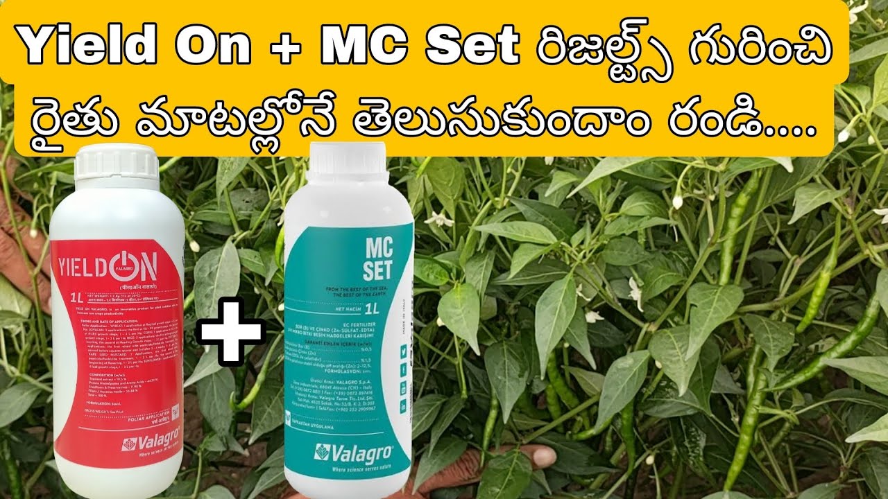 #MC Set#YieldON results in Chilli Crop#మిరపలో Mc set, YieldON రిజల్ట్ రైతు మాటల్లోనే విందాం..