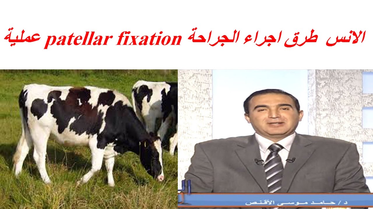 عملية  patellar fixation الانس او الخطل فى الابقار  الاعراض وطرق اجراء الجراحة