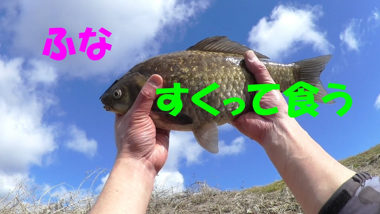 【冬のガサガサ】フナを掬って甘酢あんかけ作ってみた
