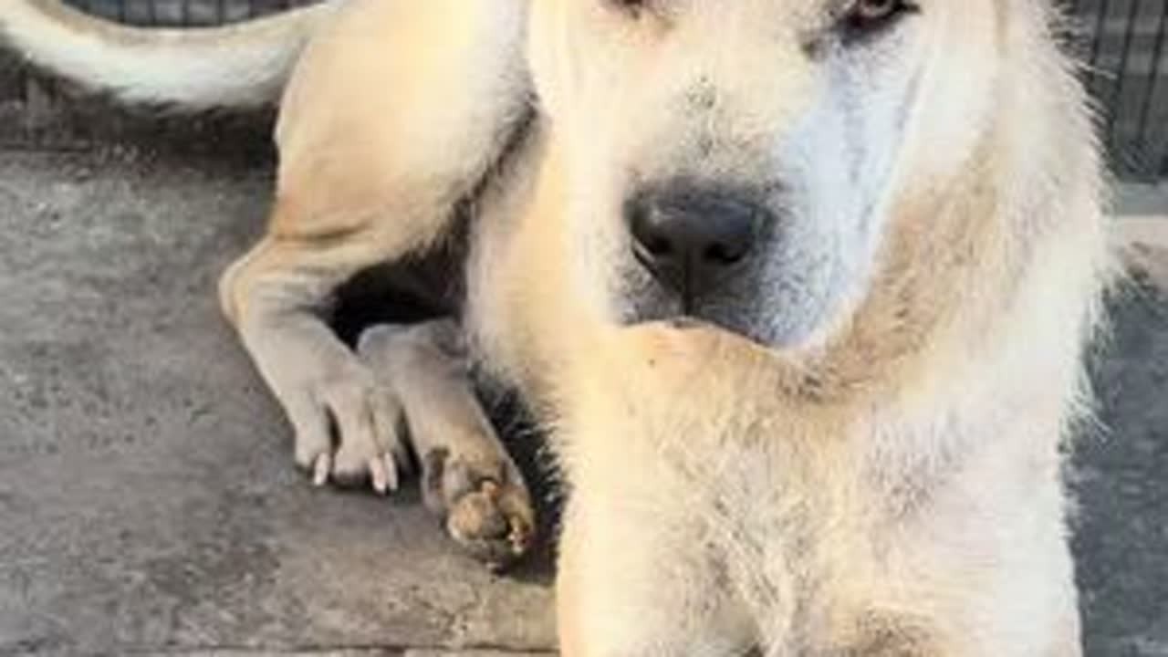 假装要把小狗卖了，看它的反应，结果有点搞笑！ #狗狗 #中华田园犬