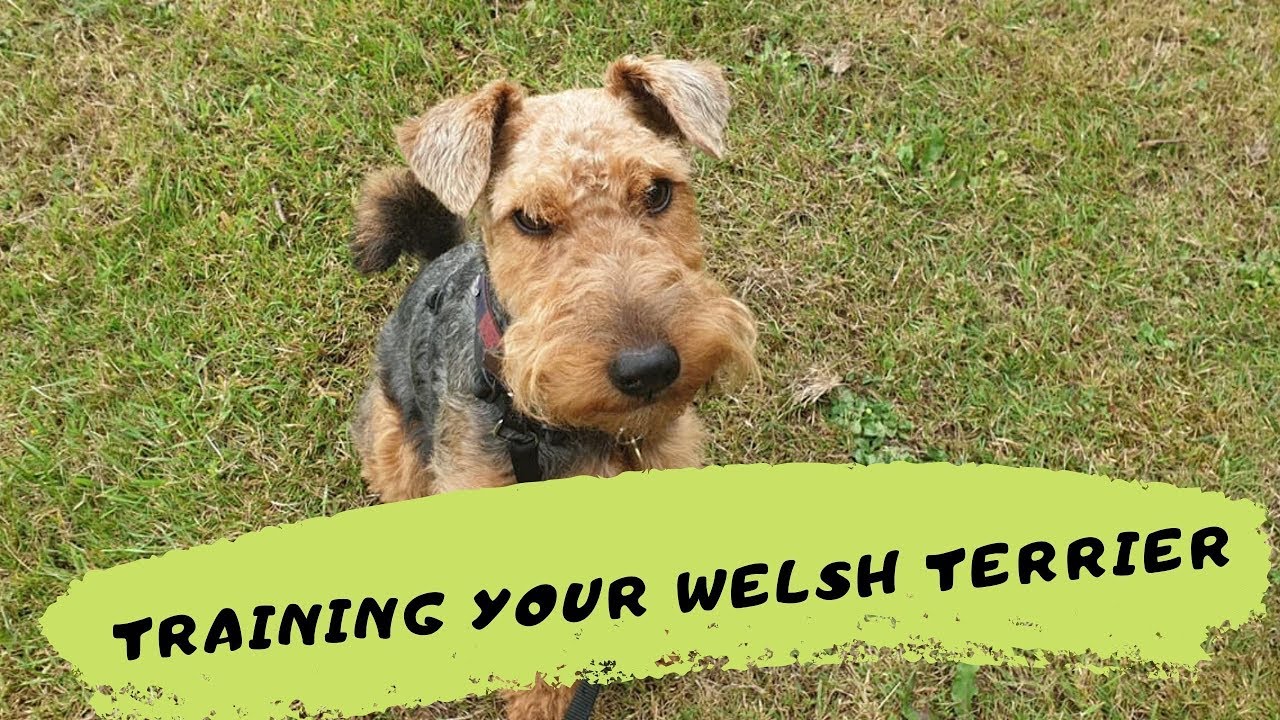 Milly - Training Your Welsh Terrier! 3 Weeks Intensive Training