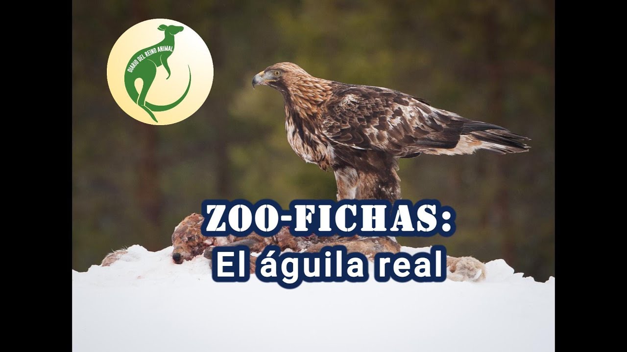 ZOO-FICHAS: el Águila Real (Con Nico y Teo) #biology #zoology #birds #wildlife #endangeredspecies