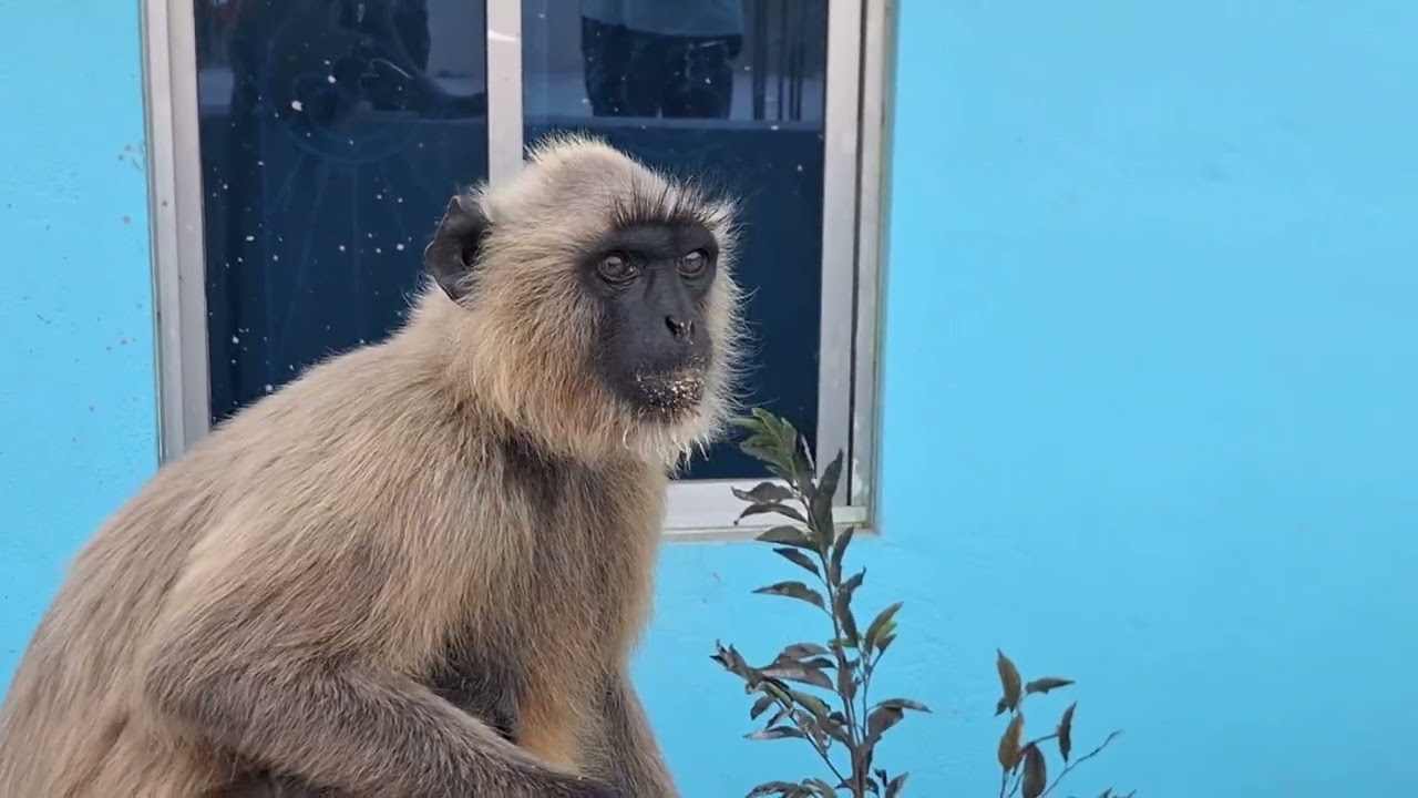 Monkey Enjoying His Favorite Food