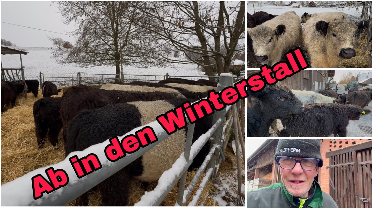 Mutterkuh Herde ab in den Winterstall